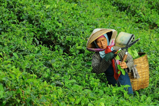 Fresh farm produce in wooden crate